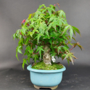 Bonsai - Fächerahorn, Acer Palmatum Nomura